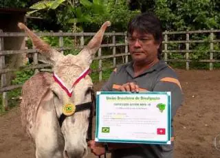 TCM pune vereadores que compraram diplomas da empresa que cedeu diploma e medalha a um jumento
