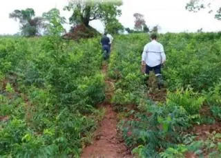 Tecnologia contribui para controle digital de plantas daninhas em plantios de eucalipto