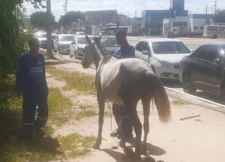 Teixeira de Freitas -Secretaria de Agricultura apreende dois animais e faz alerta sobre legislação