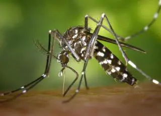 Teixeira de Freitas- Secretaria de Saúde orienta sobre combate à dengue