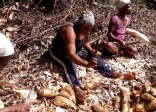 Teixeira sedia audiência sobre impacto do eucalipto em áreas quilombolas