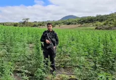 Terceira fase da Operação Raízes Ocultas erradica 200 mil pés de maconha na Bahia