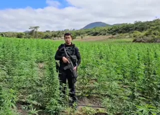 Terceira fase da Operação Raízes Ocultas erradica 200 mil pés de maconha na Bahia