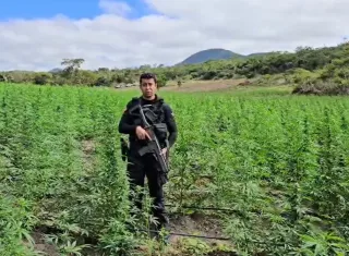 Terceira fase da Operação Raízes Ocultas erradica 200 mil pés de maconha na Bahia