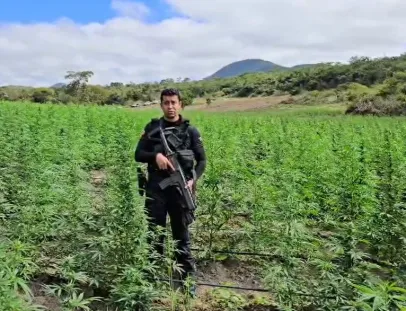 Terceira fase da Operação Raízes Ocultas erradica 200 mil pés de maconha na Bahia