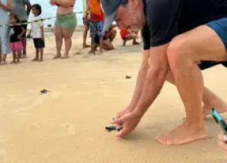 Trabalho de preservação ambiental contribui com a preservação das tartarugas marinhas nas praias de Alcobaça