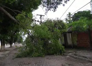 Tragédia anunciada- Coelba não faz poda e árvore caiu sobre rede elétrica em Juerana