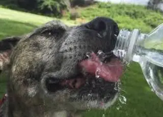 Três cuidados com o seu pet em dias quentes
