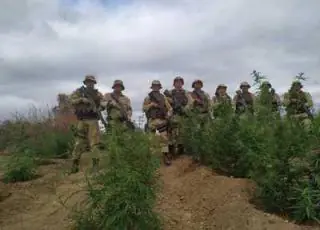 Três roças de maconha são erradicadas pela Cipe Semiárido