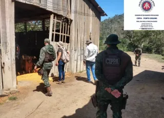 Três serrarias são fechadas acusadas de crime ambiental na Bahia 