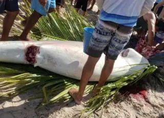 Tubarão de 300 kg é encontrado morto em praia na Bahia e pescadores dividem carne do animal