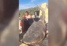 Tubarão-tigre de quase 300 kg é pescado em Conceição da Barra  