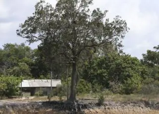 Um milhão de espécies estão ameaçadas de extinção, mostra ONU