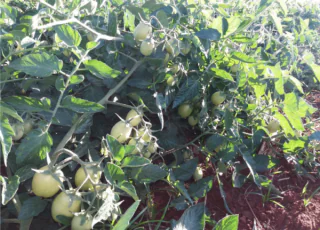 Uso do Lithothamnium no cultivo do tomate traz benefícios ao produtor e à indústria