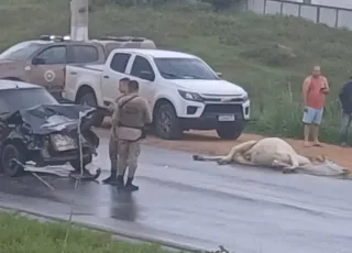 Vaca na pista causa acidente na entrada de Medeiros Neto