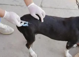 Vacinação antirrábica será realizada no próximo dia 30 de novembro na UFSB