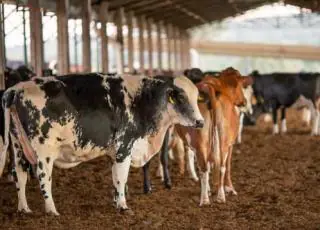 Vacinação contra febre aftosa começa neste domingo