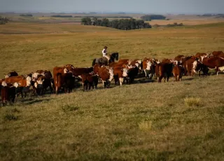 Vacinação contra febre aftosa é prorrogada até 17 de dezembro