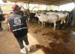 Vacinação contra febre aftosa na Bahia termina nesta segunda-feira, sem prorrogação