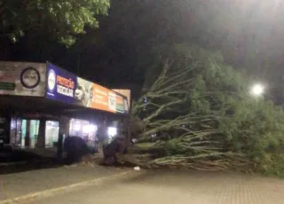 Vendaval provoca destruição em Teixeira de Freitas; árvores caem, semáforo é derrubado e igreja fica destelhada