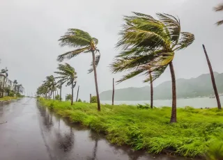 Ventos fortes arrancam mais de 100 árvores durante tempestade
