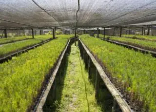 Veracel Celulose divulga edital para contratação de estagiário nível superior - Viveiro de Mudas