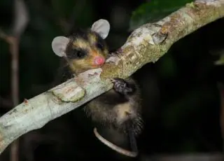 Veracel e Suzano divulgam resultado da primeira campanha de monitoramento integrado da biodiversidade