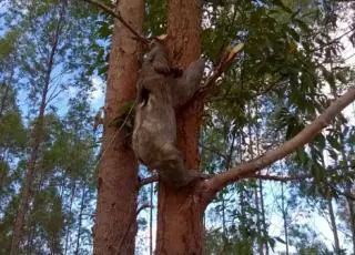 Veracel e Suzano se unem para realizar o maior monitoramento privado de fauna e flora do País