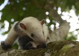 Veracel recebe reconhecimento inédito por conservação da biodiversidade em florestas plantadas