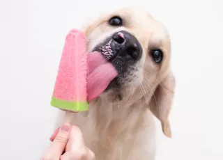 Veterinária orienta tutores sobre como proteger o seu pet de ondas de calor