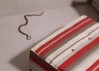 Vídeo - Funcionários ficam assustados ao encontrarem cobra coral dentro do SAC