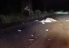 Vídeo - Gado solto provoca acidente na BR-101 entre Teixeira de Freitas e Itamaraju