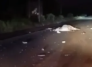Vídeo - Gado solto provoca acidente na BR-101 entre Teixeira de Freitas e Itamaraju