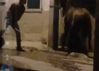 Vídeo mostra animal sendo espancado pelo dono em Itamaraju