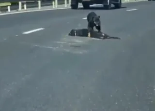 Vídeo mostra cadela tentando proteger o corpo do filho atropelado na BR 101 no Espírito Santo