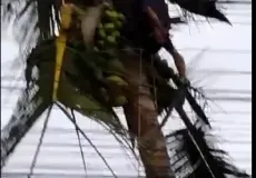 Vídeo mostra homem despencando de um coqueiro  após levar choque elétrico em Porto Seguro