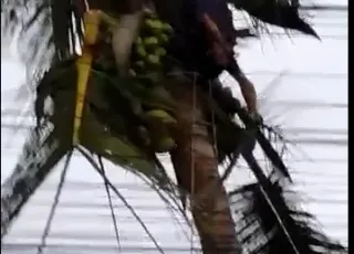 Vídeo mostra homem despencando de um coqueiro  após levar choque elétrico em Porto Seguro