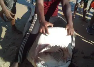 Vídeo mostra Tubarão Tigre sendo capturado por pescadores em Curumbau, distrito do Prado