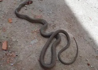 Vídeo - Mulher encontra cobra dentro de banheiro de casa no Rosa de Luxemburgo