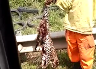 Vídeo -Onça pintada é atropelada na BR 324 em Amélia Rodrigues