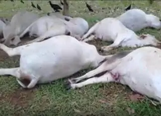 Vídeo - Raio atinge fazenda e mata 12 cabeças de gado no interior de Medeiros Neto