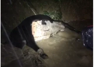 Vídeo -Raio mata diversas reses em fazenda de Ibirapuã