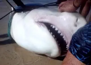 Vídeo - Tubarão-tigre é fisgado por pescadores na praia de Coroa Vermelha