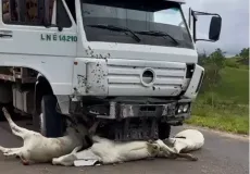 Vídeos - Animais na pista provocam acidente na BA-284 entre Itamaraju e Jucuruçu. Vários animais morreram