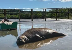 Visitante inusitado: Elefante marinho vira estrela na Praia do Sossego e mobiliza curiosos em Mucuri