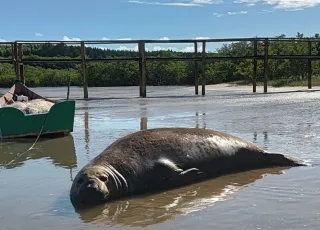 Visitante inusitado: Elefante marinho vira estrela na Praia do Sossego e mobiliza curiosos em Mucuri