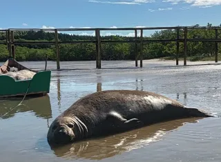Visitante inusitado: Elefante marinho vira estrela na Praia do Sossego e mobiliza curiosos em Mucuri